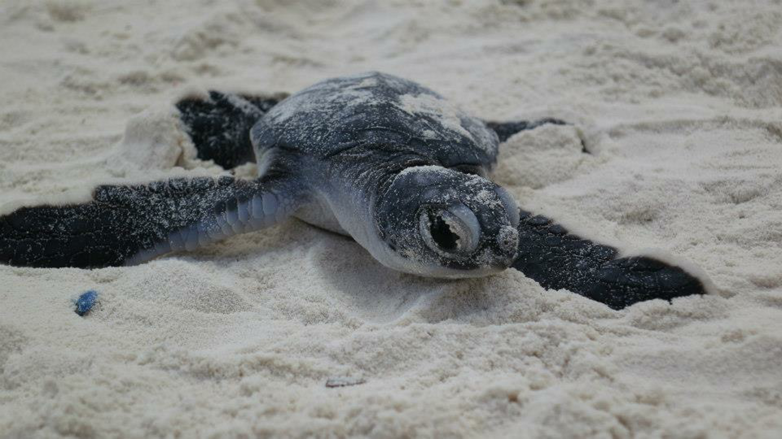 Read more about the article Sea Turtle Nesting Project