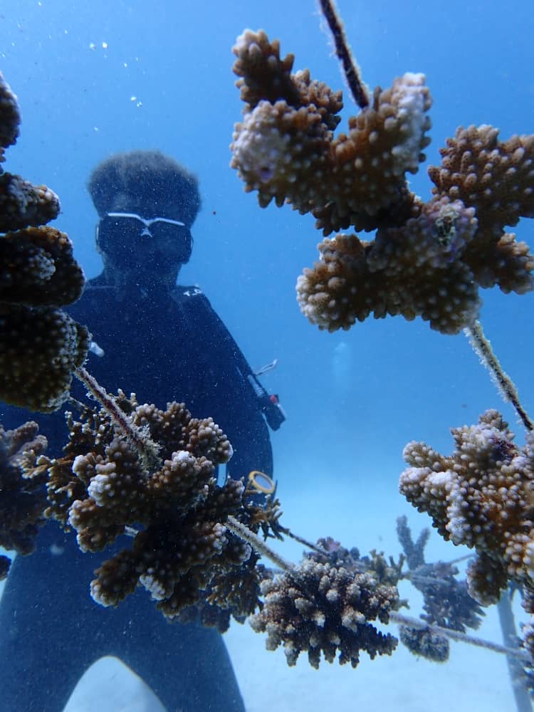 Read more about the article Coral Nursery Project