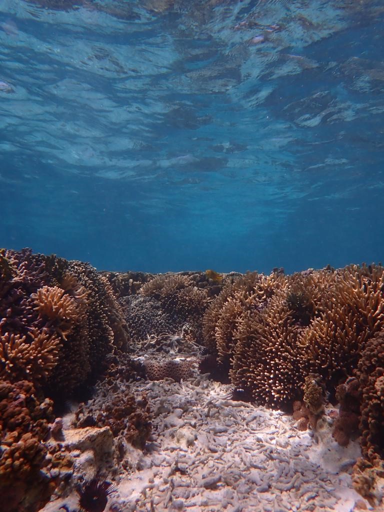 Read more about the article Reef Health Monitoring Program