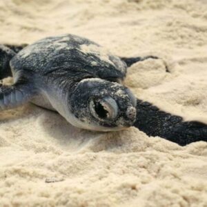 Adopteer een Schildpad