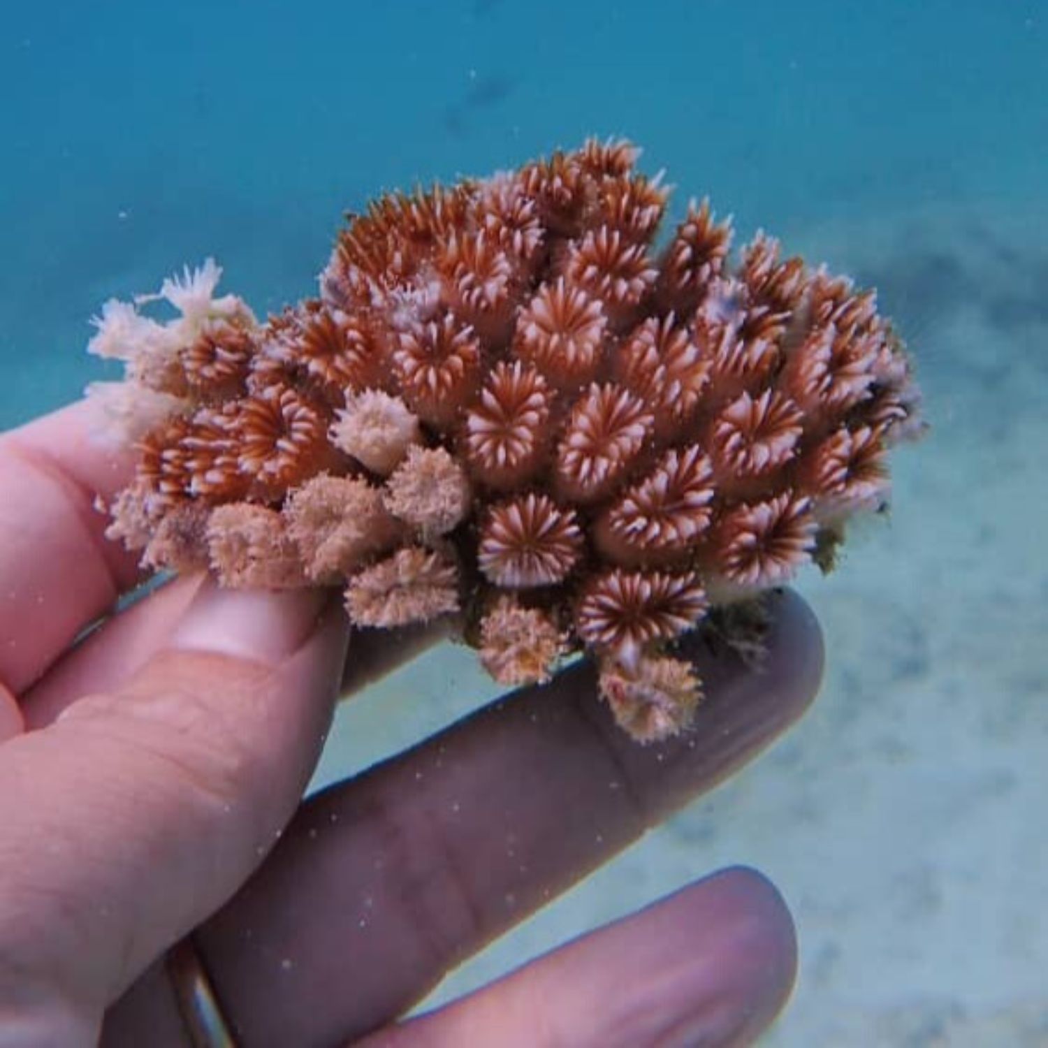 Plant a coral by donating