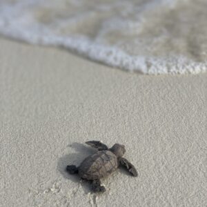 Hatchling K072