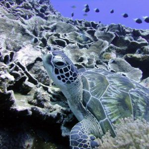 Sea turtle nestling
