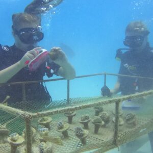 coral nursery zanzibar