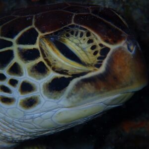 identifying turtles