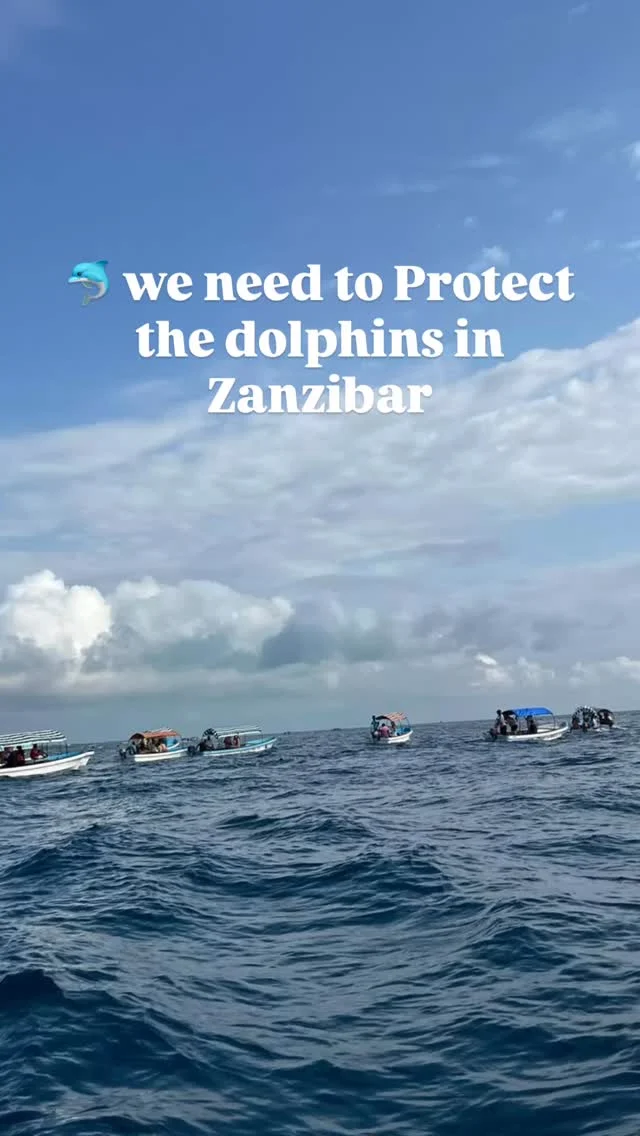🌊🐬 Protecting Dolphins in Zanzibar!

We’re happy to support @underthewavezanzibar who work with the Ministry of Blue Economy in Zanzibar, supporting on this vital project to ensure safe and responsible dolphin watching. As part of our efforts, they’ve developed clear dolphin-watching guidelines and installed a signboard at the main boat launch, making it easy for both the community and tourists to:
✅ Keep a safe distance from dolphins ✅ report concerns
✅ Avoid littering in the ocean ✅ No loud noises

And there’s more! By April 2026, they’ll launch our eco-guide program, training 100+ local guides in marine conservation and dolphin-friendly practices. Together, we’re building a future where humans and dolphins coexist safely and sustainably. 🌿💙

#ZanzibarConservation #DolphinProtection #MarineConservation #EcoTourism #UnderTheWave