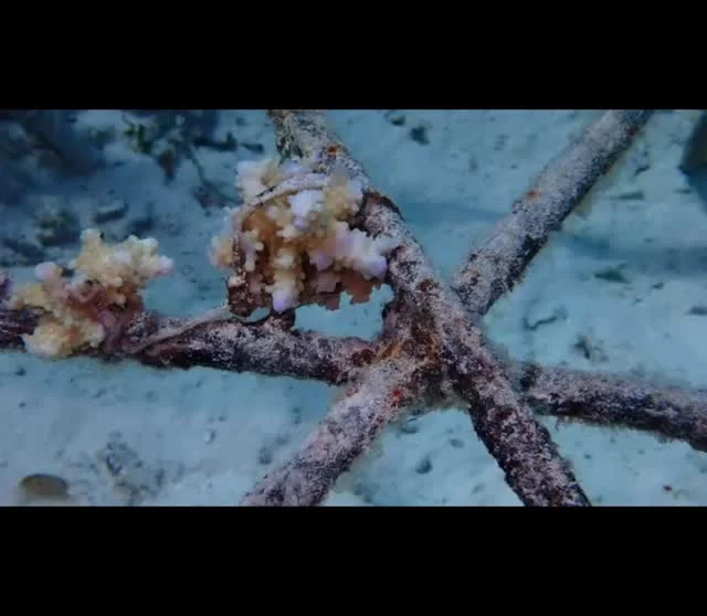 A closer look at our coral conservation journey 💙 
Coral hatcheries, artificial reefs, and a shared mission to protect the ocean.
Thank you @lindabaharizanzibar and @underthewavezanzibar . Keep up the great work!

#CoralConservation #CoralRestoration #SaveOurOceans #MarineConservation #ArtificialReef CoralHatchery OceanProtection SustainableOceans ReefRestoration 🌊