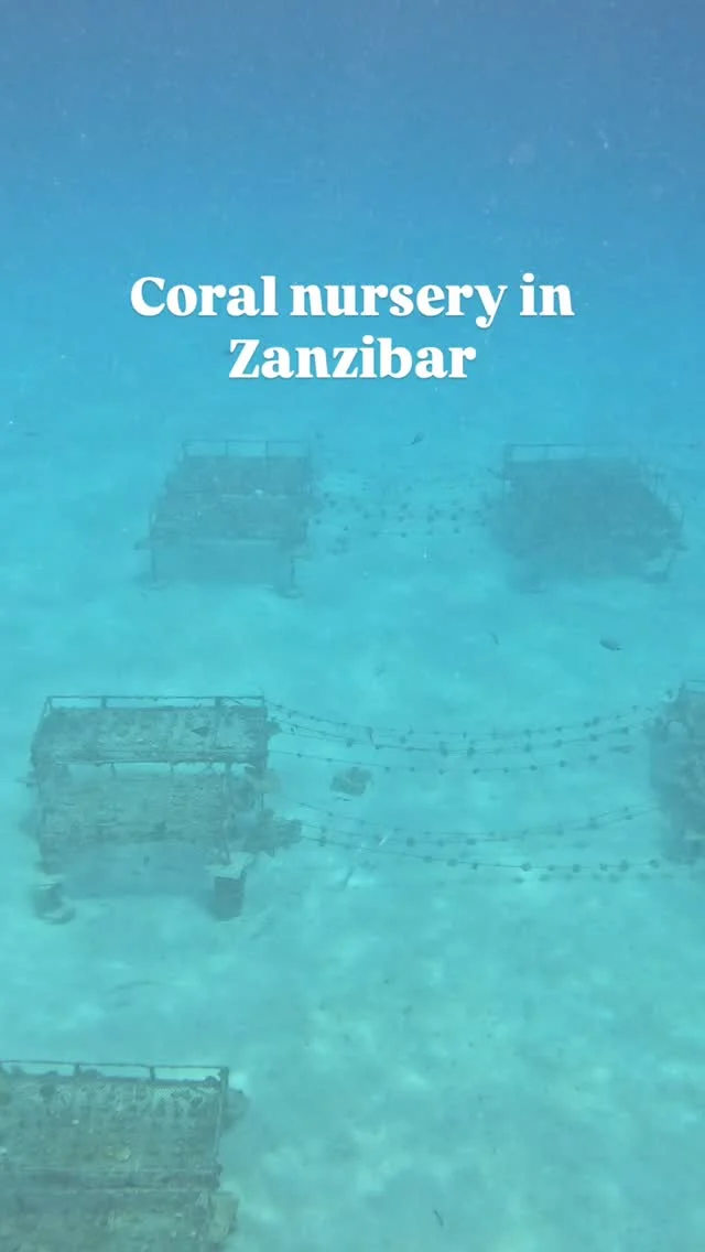 🌊🐠 Proud moment! 

Together with @lindabaharizanzibar & @underthewavezanzibar, we’ve transformed a simple patch of sand into a thriving underwater village. From carefully planted corals to a growing community of colorful fish, it’s amazing to see life return and flourish here.

Every coral is a tiny building block, every new fish a happy resident—this is marine restoration in action, creating homes for the ocean’s future generations. 🌱💙

#CoralRestoration #UnderwaterVillage #OceanConservation #MarineLife #SustainableFuture
