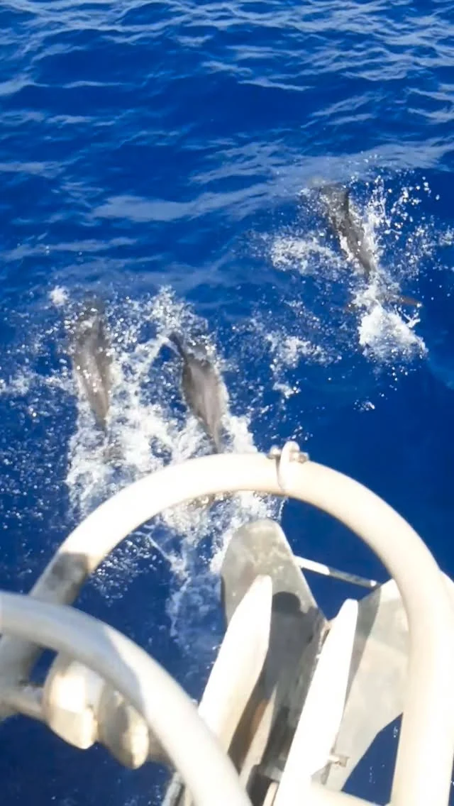 🌍 Historic moment for our ocean

This week, it became official: the UN High Seas Treaty is now in force.

Three years ago, countries around the world signed an agreement to protect 30% of our ocean by 2030. Now, for the first time ever, there is a legally binding framework to protect the high seas — the vast ocean areas beyond national borders.

This is a huge step forward for marine life, coastal communities, and future generations.
Protection starts on paper — but real change happens through action, collaboration, and care for the ocean, every single day.

🌊 The ocean connects us all. Let’s protect it.

#OceanProtection #HighSeasTreaty #ProtectOurOceans #30by30 #UNOcean