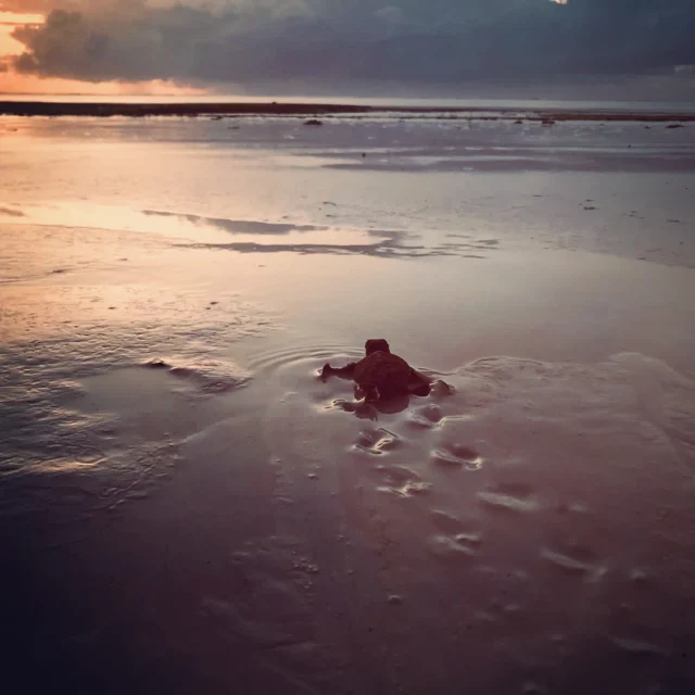 🐢 AI for Good: Bescherming van zeeschildpadden in Zanzibar en daarbuiten

Bij The Living Ocean geloven we dat technologie en data echte impact kunnen maken voor onze oceanen.

In samenwerking met @Xomnia hebben we een AI-gestuurd systeem ontwikkeld dat individuele zeeschildpadden kan herkennen aan hun unieke gezichtskenmerken, zonder invasieve tagging. Dit betekent sneller, minder stressvol onderzoek voor zowel onderzoekers als schildpadden.

We zetten deze technologie nu in in Oost-Afrika, waar zeeschildpadden worden bedreigd door habitatverlies, plasticvervuiling en stroperij. Samen bouwen we aan een platform dat:
🔹 Gecentraliseerd databeheer: gestandaardiseerde verzameling en uitwisseling van gegevens tussen NGO’s in de regio
🔹 Community-powered dataverzameling: eenvoudige tools voor lokale partners om schildpaddenwaarnemingen te registreren
🔹 Geotracking & migratie-analyse: belangrijke leefgebieden en migratieroutes in kaart brengen die bescherming nodig hebben

Ons doel? Datagedreven natuurbescherming die beleid kan beïnvloeden, stroperij kan verminderen en bijdraagt aan herstel van schildpaddenpopulaties in Tanzania. Op de lange termijn werken we aan een regionaal marien monitorings netwerk van Kenia tot Zuid-Afrika.

Voor dit project zijn we nog op zoek naar financiering. Wil je een donorpartner worden en écht een verschil maken voor de oceanen? Neem contact met ons op: info@thelivingocean.org

Meer over onze partner: 👉 https://xomnia.com/post/ai-for-sea-turtle-protection/
Check out the full story via the link in our bio!

#MarineConservation #SeaTurtles #AIForGood #OceanProtection #CommunityScience #ConservationTech #TheLivingOcean #xomnia