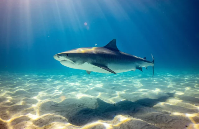 🦈 DID YOU KNOW?

Sharks can turn their stomachs inside out.

Yes, really.

In many shark species, when sharks swallow something they can’t digest, or need to clean out their stomach, they can perform an incredible trick called stomach eversion.

The shark pushes its stomach out through its mouth, exposing the inside to seawater. This helps flush out parasites, mucus, and indigestible material before pulling the stomach back into place.

🤯 Imagine taking your stomach out, rinsing it, and putting it back.

Nature is wild.

Sharks have been perfecting incredible adaptations for hundreds of millions of years, yet they are often portrayed as monsters rather than the highly specialized animals they truly are. 

💙 Understanding sharks is the first step toward protecting them and their vital role keeping ocean ecosystem healthy.

#DidYouKnow #OceanFacts #MarineLife #SharkConservation #OceanConservation TheLivingOcean SaveOurSeas MarineBiology