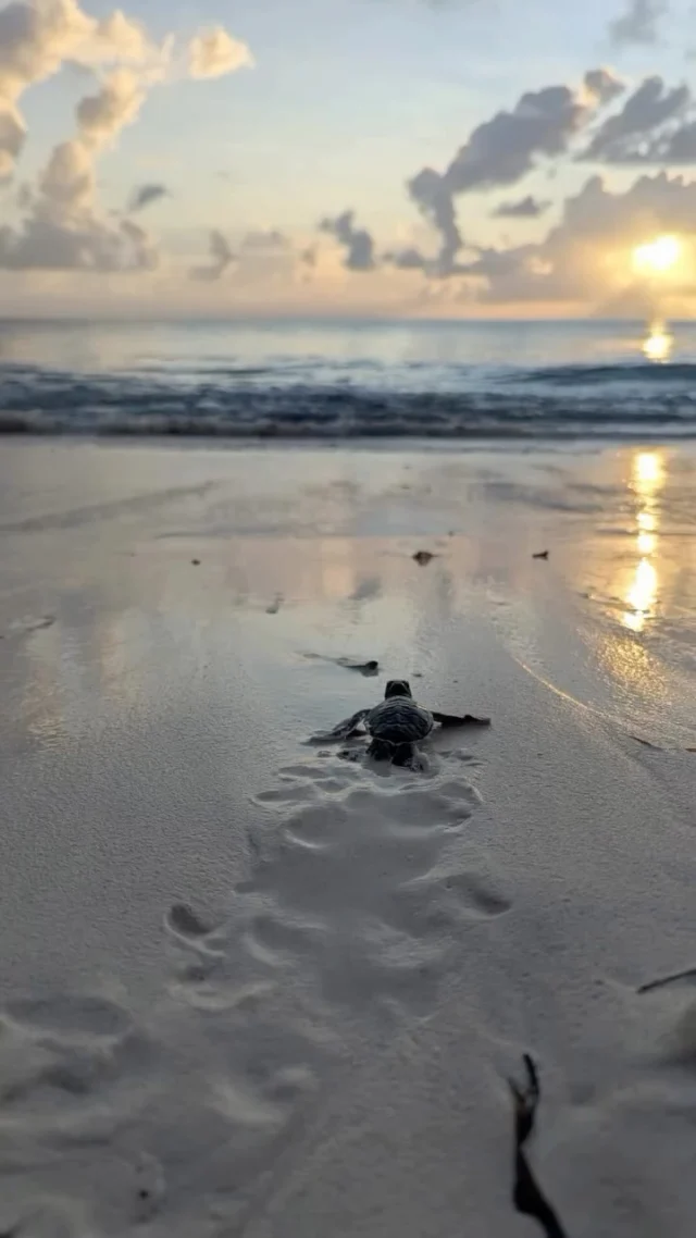 Every sea turtle’s life begins with an incredible race 🐢🏃

Moments after hatching, they instinctively make their way towards the ocean, where a lifetime of challenges awaits. Witnessing this journey alongside @underthewavezanzibar was a powerful reminder of why protecting our oceans matters.

Did you know that only an estimated 1 in 1,000 hatchlings survives to adulthood? From the moment they leave their nest, baby turtles face countless threats, including predators, plastic pollution, fishing gear, coastal development, and climate change. Every hatchling that safely reaches the sea is one small step towards giving these incredible animals a better chance of survival.

Sea turtles play a vital role in keeping our oceans healthy. They help maintain seagrass beds, support thriving coral reef ecosystems, and contribute to the balance of marine food webs.

Conservation isn’t just about releasing turtles, it’s about protecting the habitats they depend on, reducing plastic pollution, promoting sustainable fishing practices, and ensuring our oceans remain healthy for generations to come.

A huge thank you to @underthewavezanzibar for the important work they do in protecting Zanzibar’s marine life. Together, we can create waves of positive change—one turtle, one beach and one action at a time. 💙🌍

#thelivingocean #underthewave #seaturtleconservation #protectourocean #marineconservation