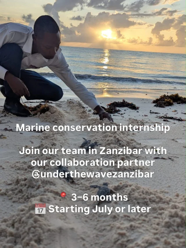 Internship Opportunity in Zanzibar 🌏

Dreaming of gaining hands-on conservation experience in Zanzibar? This could be your chance!
The Living Ocean is looking for motivated international interns to join our team at @underthewavezanzibar for 3 to 6 months. We have placements available from July onwards. 

We’re looking for students who: 🐠 Are passionate about marine conservation and sustainability 📚 Have a background in conservation, biology, community development, environmental science, or a related field 🗣️ Are fluent in English 💙 Are eager to learn, contribute, and make a meaningful impact

This internship offers a unique opportunity to gain practical field experience while working alongside local communities to help protect Zanzibar’s marine ecosystems.

Interested? Send us a DM or email us at info@thelivingocean.org for more information and to apply.

Tag someone who would love this opportunity! 🌊

#internabroad #marineconservation #underthewave #marinebiology #environmentalscience