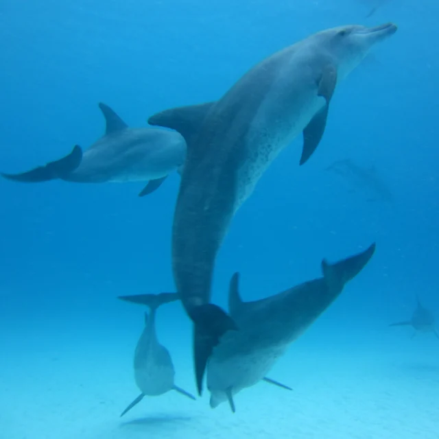 🐬 Dolphin tours are very popular in Zanzibar. Rather than stopping these tours, we are working with @underthewavezanzibar  and the Ministry of Blue Economy and Fisheries to make them more sustainable.

Together with local boat operators, we are developing responsible dolphin-watching guidelines to protect the dolphins, the ocean and the livelihoods that depend on them. 🌊💙

📸 These photos were taken by me while diving in Zanzibar, with the dolphins swimming freely and without being disturbed.

#Zanzibar #DolphinConservation #ResponsibleTourism #MarineConservation #UnderTheWave #TheLivingOcean #dolphins
